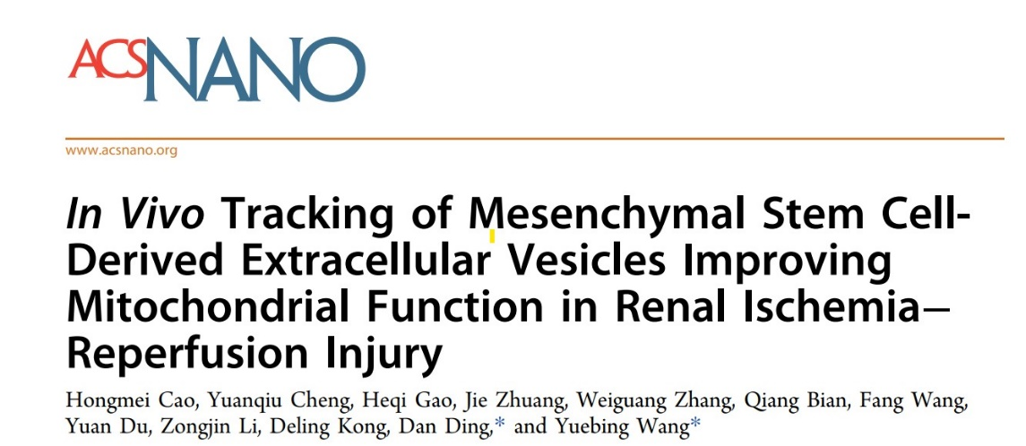 文献解读：间充质干细胞来源的细胞外囊泡改善肾缺血再灌注损伤线粒体功能的体内追踪   