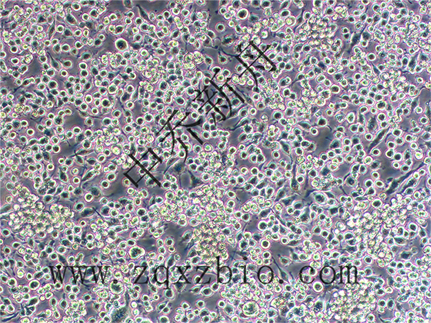 BV-2细胞培养小妙招|中乔新舟限时福利：集赞满38个，BV-2细胞半价