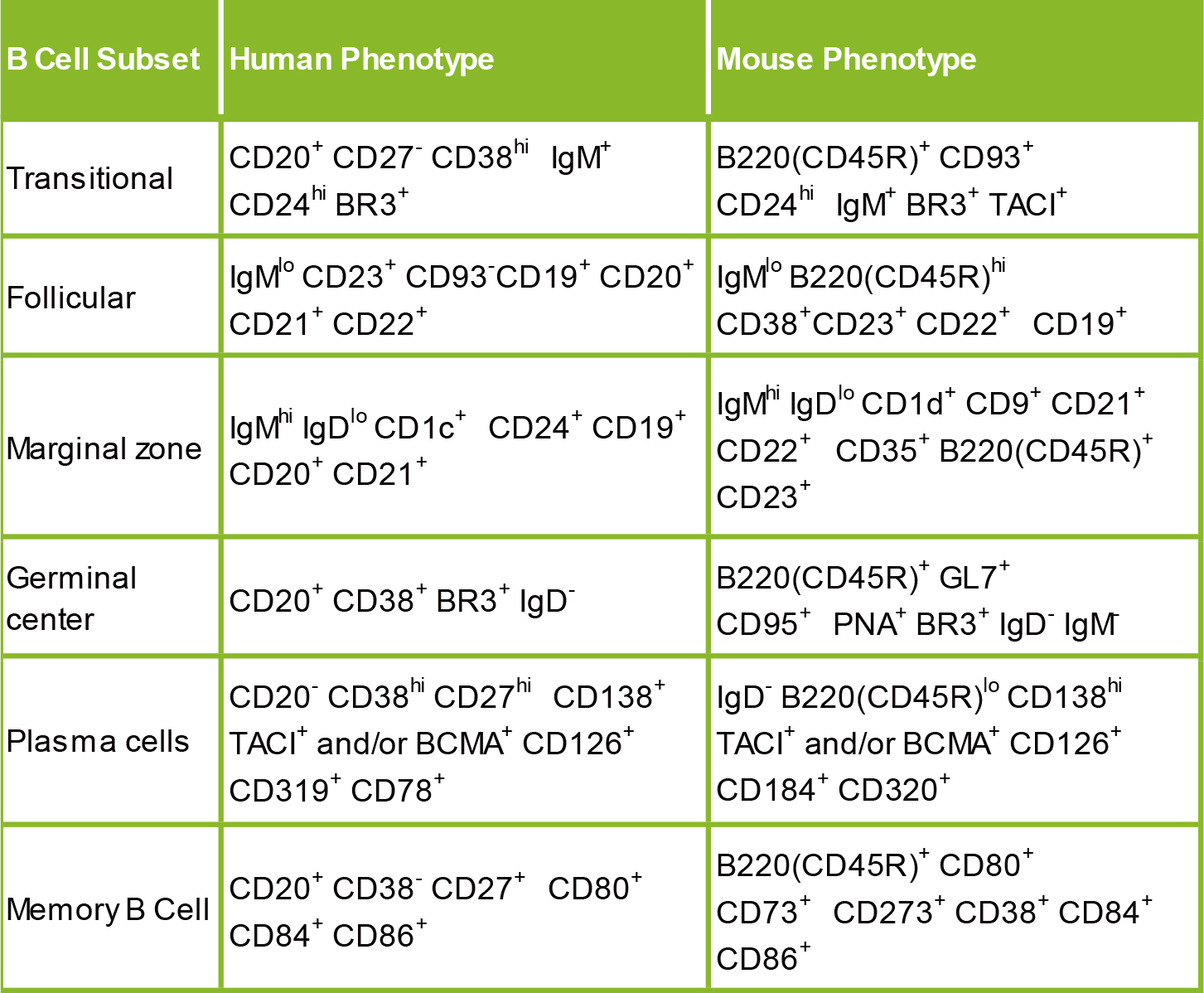 B细胞分型标志物