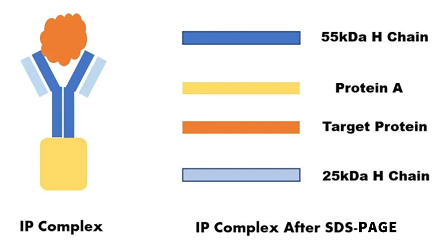 Co-IP实验中轻重链干扰的解决方法