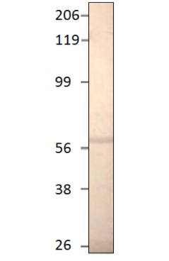 FabGennix-PDE1A7抗体促销啦 FabGennix-PDE1A7抗体促销啦
