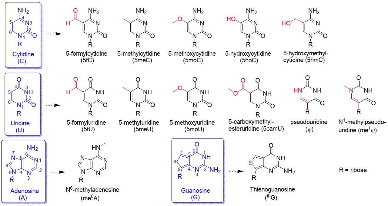 稳定mRNA降低免疫原性的神器—修饰核苷酸