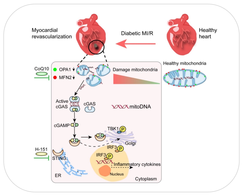 线粒体功能障碍 | ATP检测助力糖尿病心肌缺血-再灌注(MI/R)发病机制研究