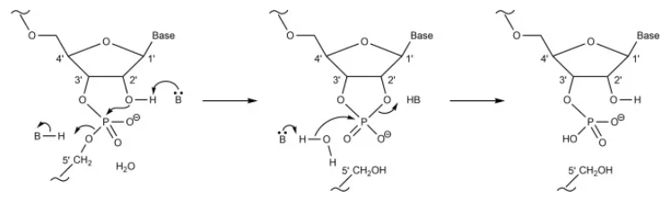 《mRNA-LNP疫苗的结构与稳定性》文献解读系列四