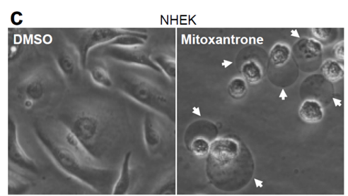 Elabscience细胞死亡大盘点-细胞焦亡