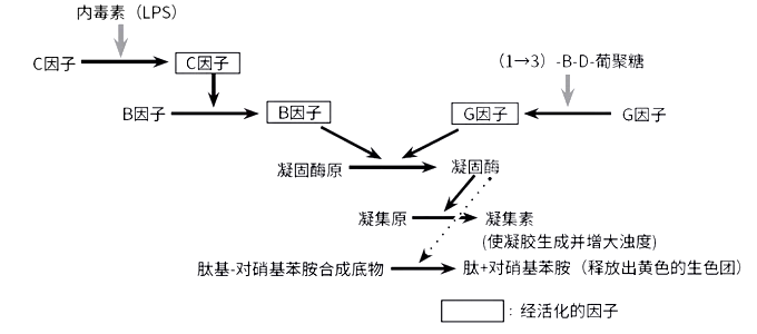  LAL试剂反应机理
