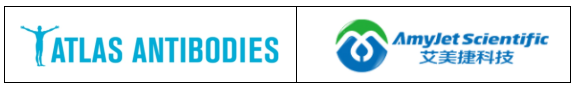 Atlas Antibodies公司丨Atlas Antibodies中国区代理商艾美捷科技