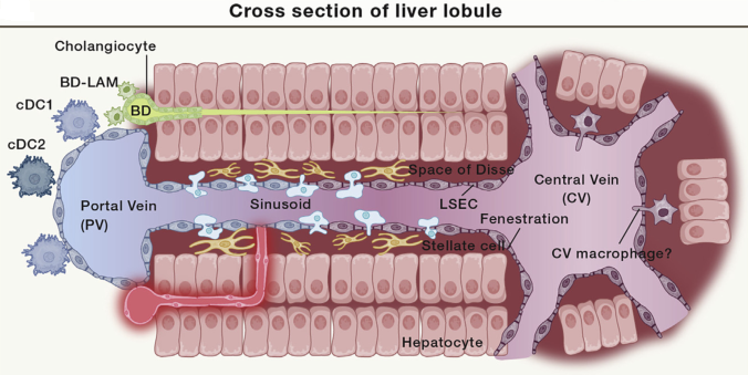 Immunity：健康和疾病时的肝脏巨噬细胞