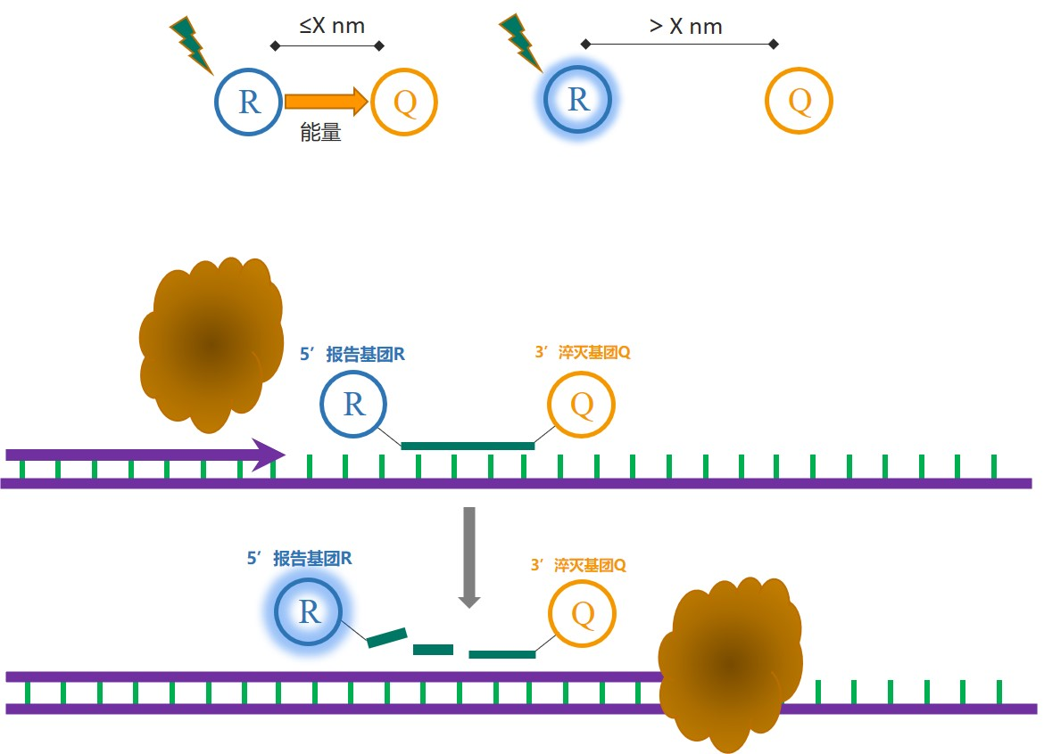 涨知识 | qPCR专场七：认识不同荧光定量PCR方法