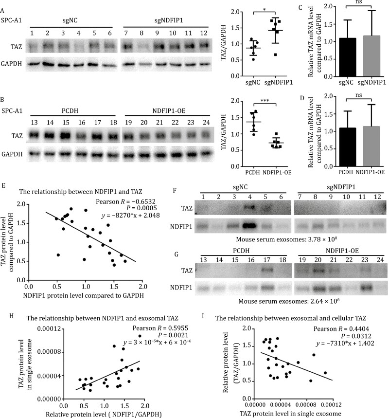 外泌体技术服务