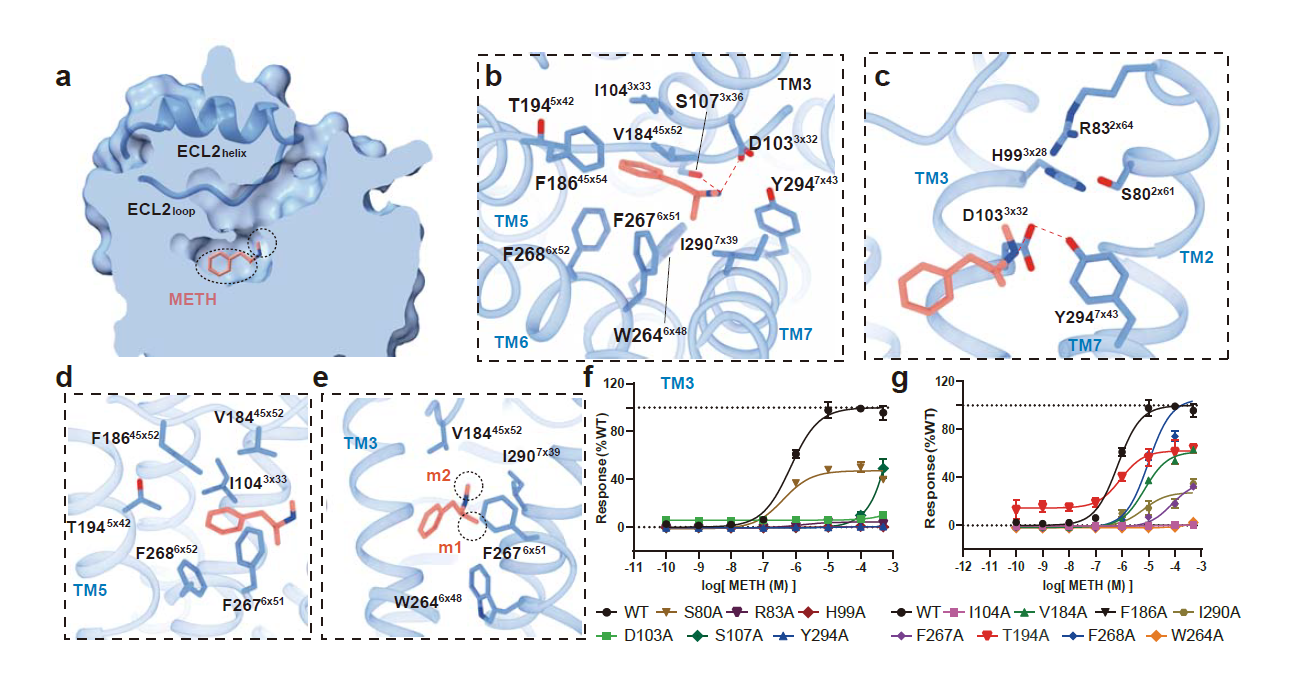 恭贺我司客户两篇Nature背靠背!揭秘TAAR1在药物成瘾和精神类疾病治疗中的巨大潜力!