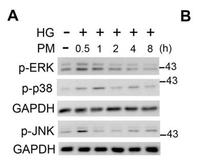 115-035-003艾美捷HRP标记亲和纯化山羊抗小鼠IgG(H+L) 115-035-003艾美捷HRP标记亲和纯化山羊抗小鼠IgG(H+L)