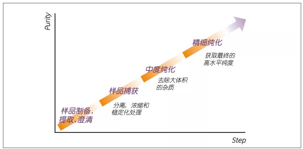 蛋白纯化入门:纯化原则及策略