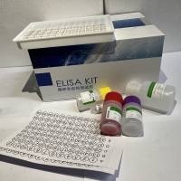 小鼠白介素1β检测试剂盒 Mouse IL-1β ELISA Kit