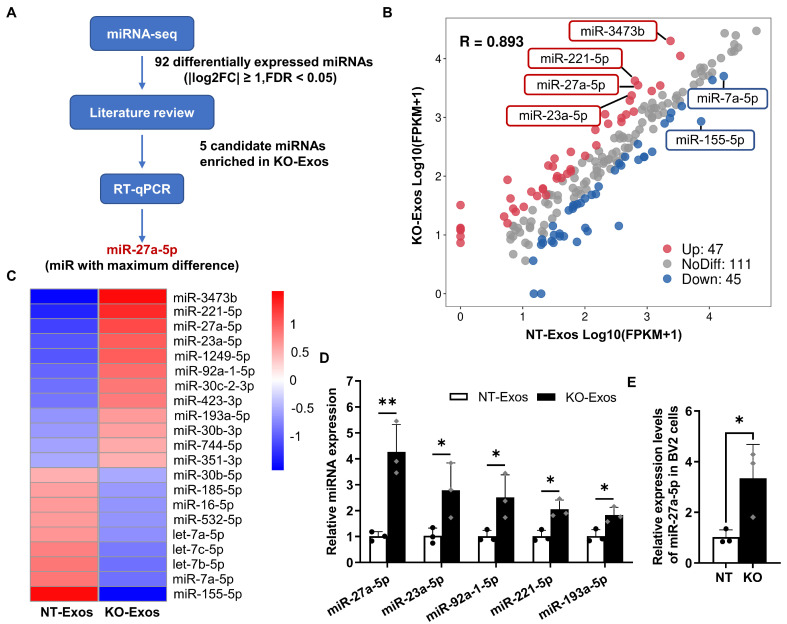 外泌体提取鉴定