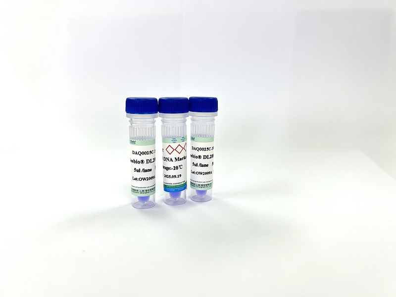 高质量DNA Ladder