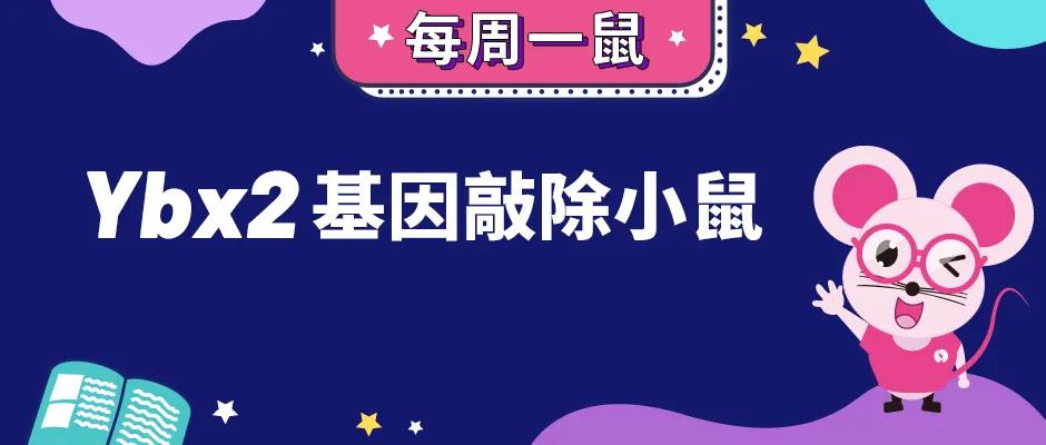 【每周一鼠】Ybx2基因敲除小鼠与生育繁殖