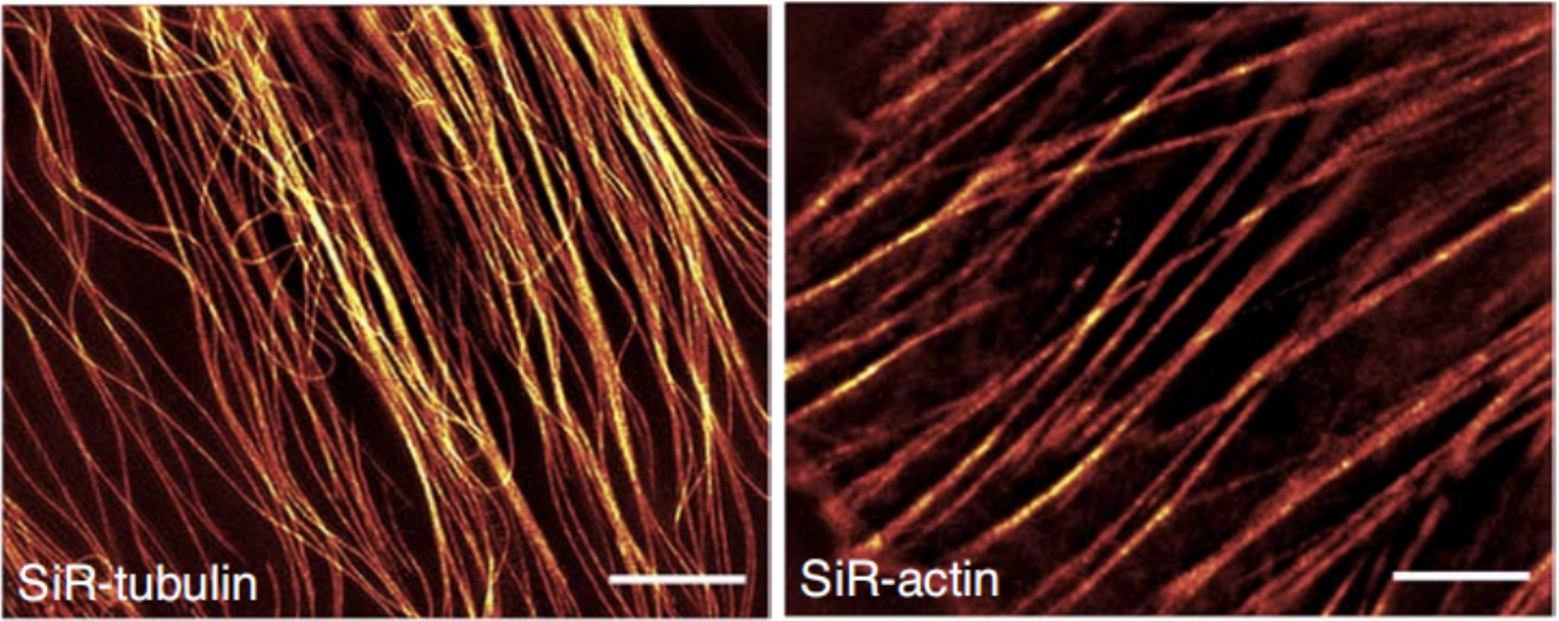7大亚细胞结构染料怎么选？一文教会你