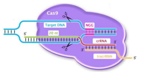 艾美捷Cas9 ELISA检测试剂盒解决方案 艾美捷Cas9 ELISA检测试剂盒解决方案