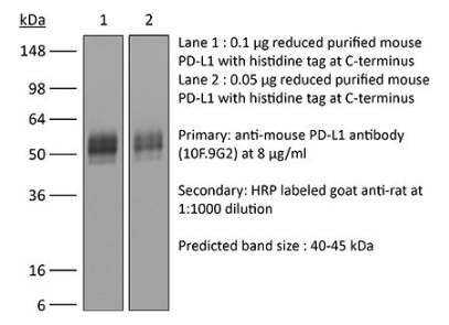 艾美捷体内单克隆抗体抗小鼠PD-L1(B7-H1)解决方案 艾美捷体内单克隆抗体抗小鼠PD-L1(B7-H1)解决方案