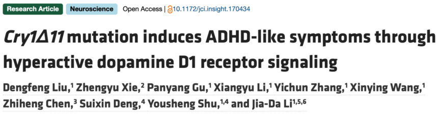 JCI Insight：中南大学揭示多动症发病新机制，发现治疗新靶点