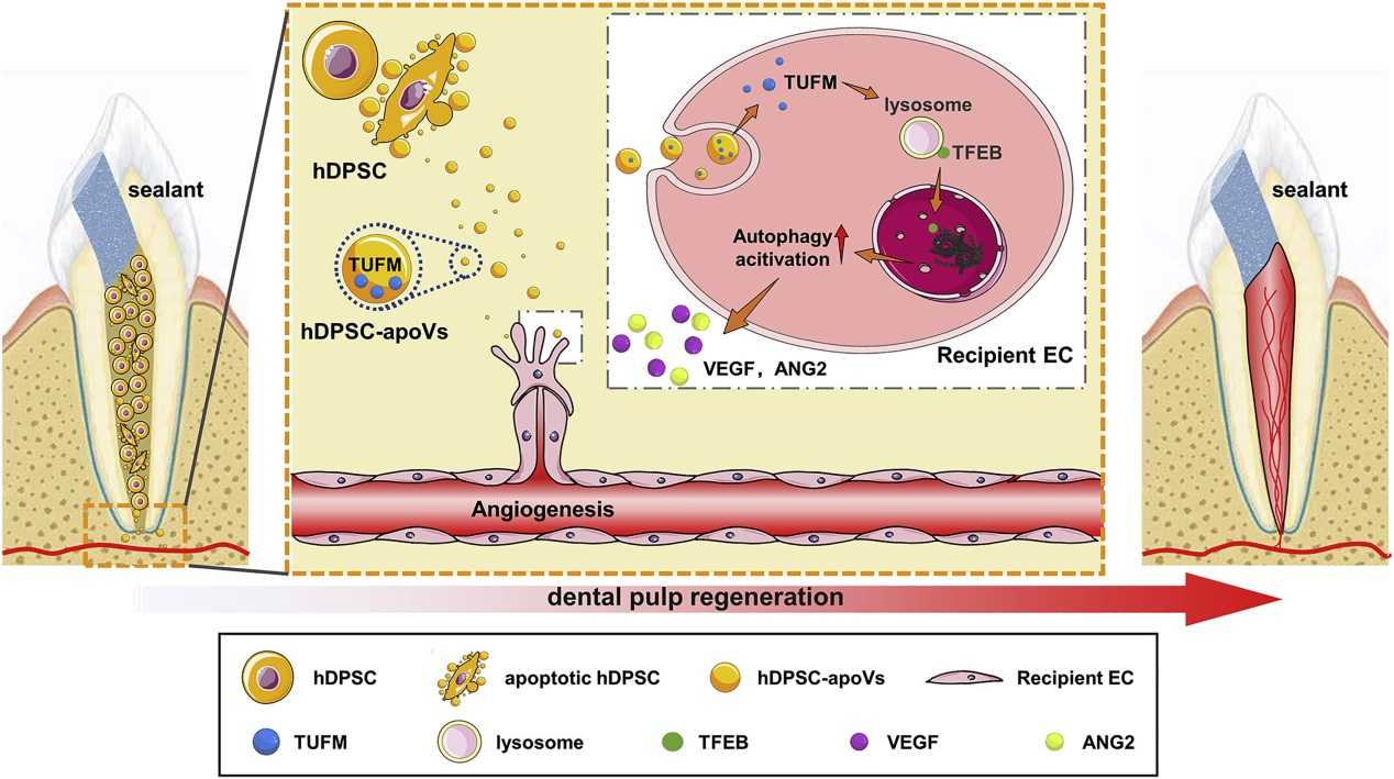 【Molecular Therapy】12分+，细胞凋亡释放凋亡小泡对血管生成和组织再生的影响