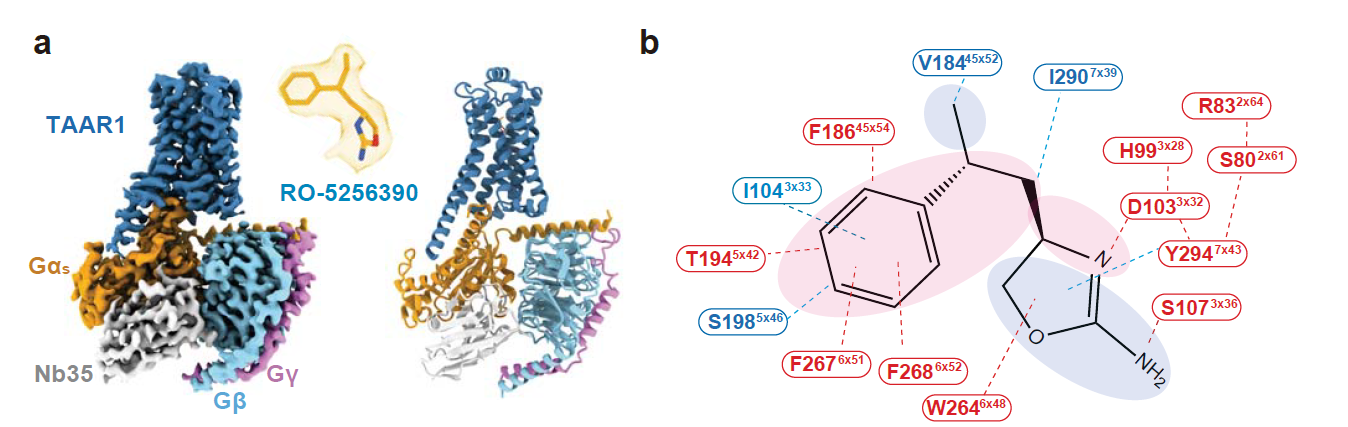 恭贺我司客户两篇Nature背靠背!揭秘TAAR1在药物成瘾和精神类疾病治疗中的巨大潜力!