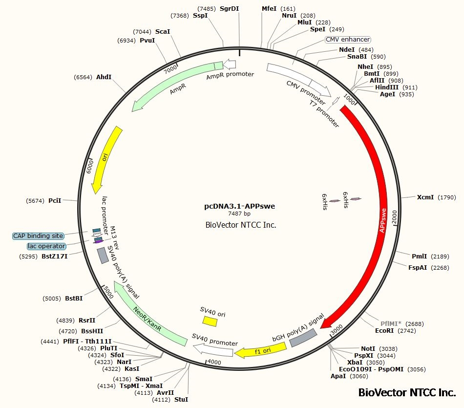 新手入门：质粒的转化，满满干货