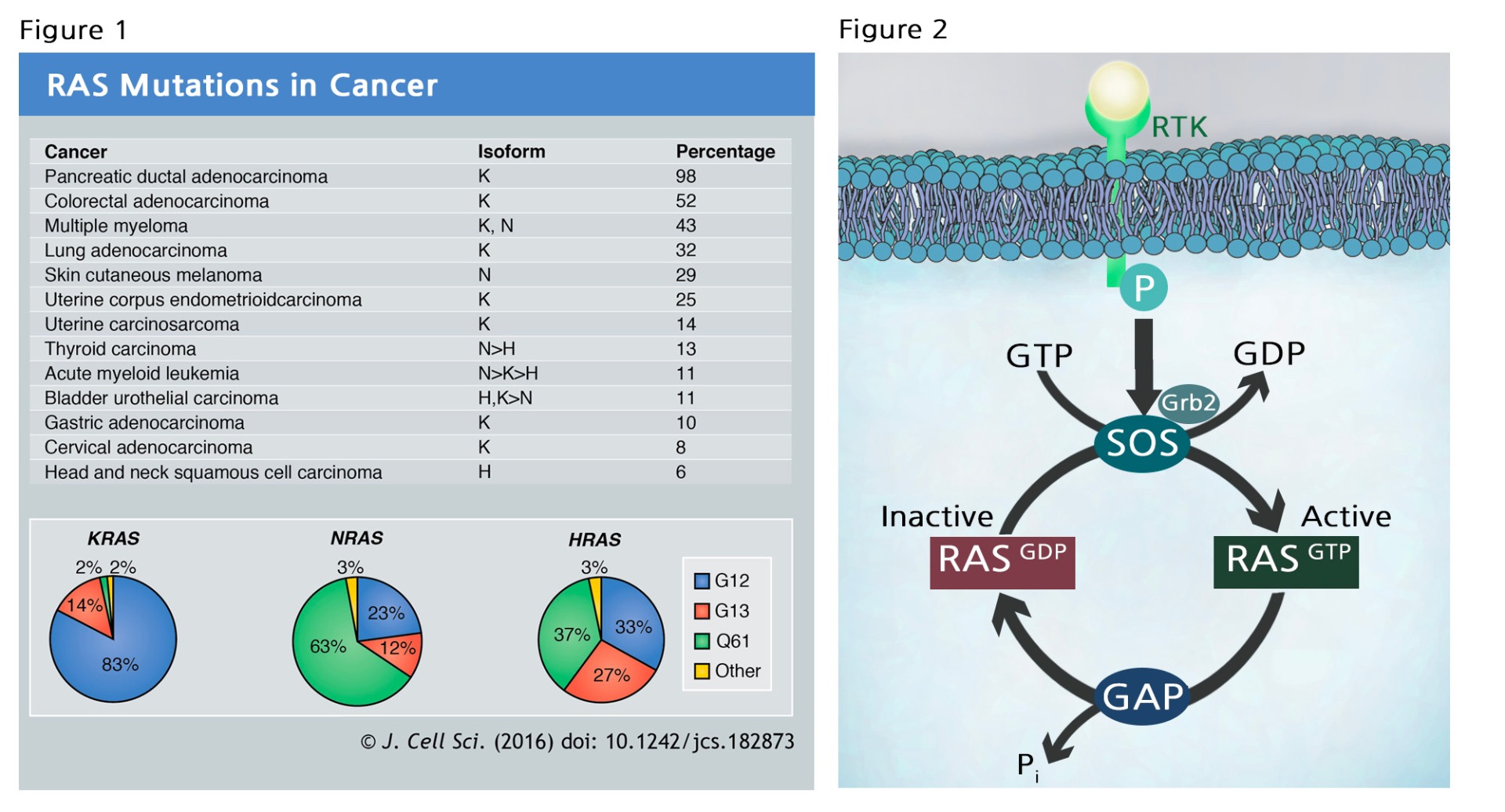 BPS Bioscience 推出RAS突变相关产品