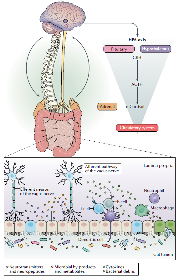 神秘面纱 | “肠-脑轴信使”之神经递质