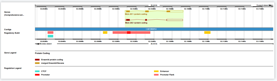 新品推荐 | Mouse GDF-8 ELISA试剂盒