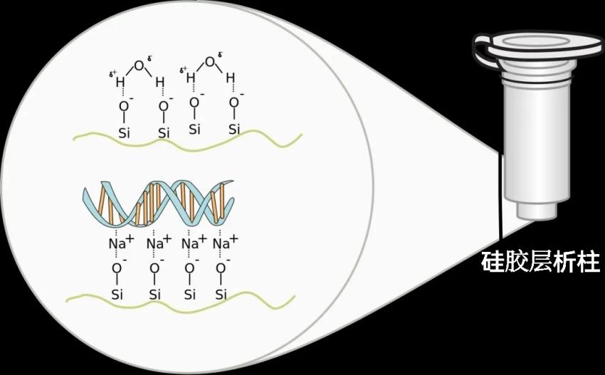 DNA纯化——PCR产物纯化