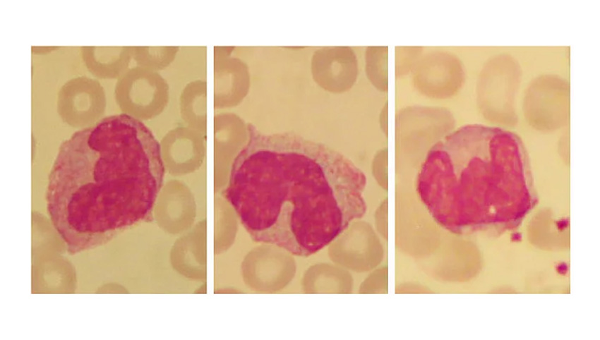 干货分享｜流式细胞术常见样本的制备与保存