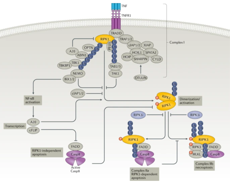 蛋白分析有高招—RIPK1真重要