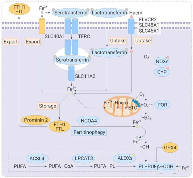 铁死亡检测2 (1).png