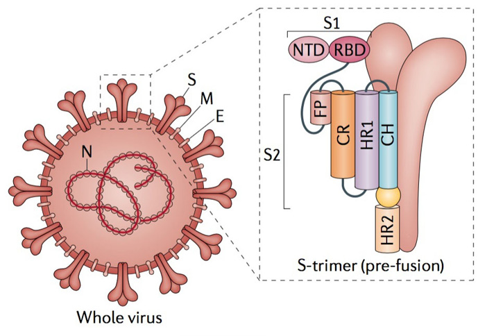 助力抗疫|新冠“变异三兄弟”研究必备重组蛋白来袭！