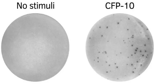 PepPool：TB（CFP-10）扫描肽库，促销优惠等你来