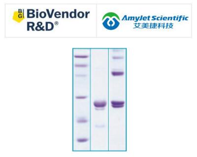 BioVendor艾美捷心肌营养素 1 人大肠杆菌说明书 BioVendor艾美捷心肌营养素 1 人大肠杆菌说明书