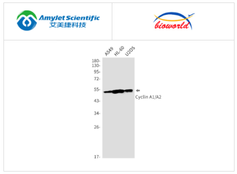 艾美捷Bioworld 细胞周期蛋白 A1/A2 单克隆抗体方案 艾美捷Bioworld 细胞周期蛋白 A1/A2 单克隆抗体方案