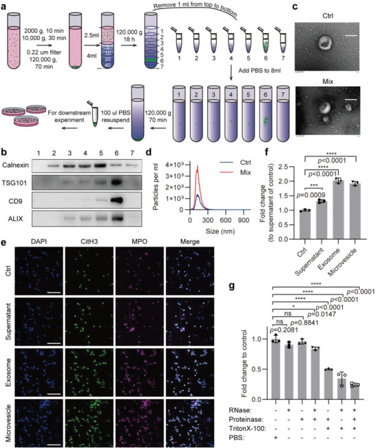 外泌体提取鉴定 外泌体提取鉴定