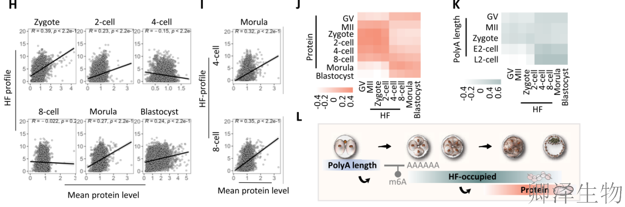 【翻译图谱】 | 解码生命最初48小时：科学家首次绘制小鼠胚胎发育翻译组高清图谱