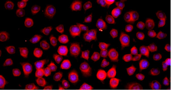 精品推荐用好染色液，做好实验