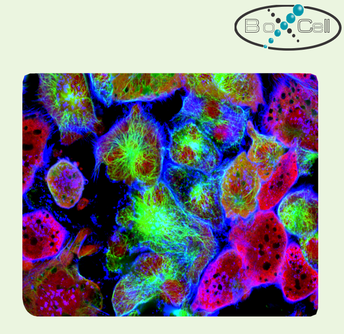 细胞粘附指标 Cell Adhesion Antibodie