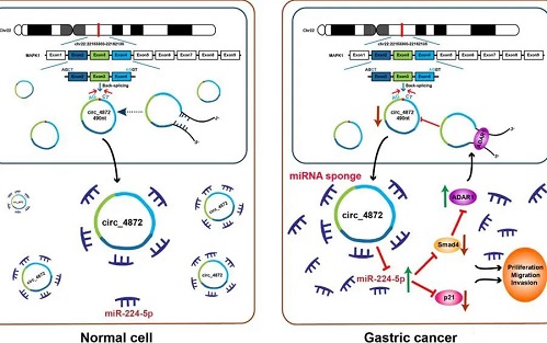 环状RNA hsa_circ_0004872通过miR-224/Smad4/ADAR1调控回路抑制胃癌