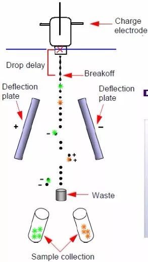干货分享！比一比，分选细胞您需要多长时间？
