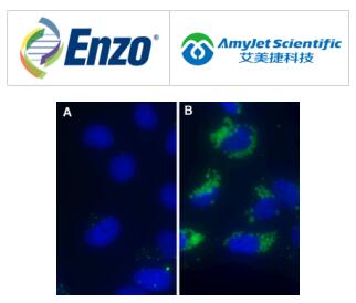 Enzo Life Sciences 艾美捷LYSO-ID ®绿色检测试剂盒 Enzo Life Sciences 艾美捷LYSO-ID ®绿色检测试剂盒