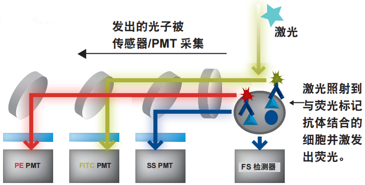 流式细胞术—散射光和荧光的检测