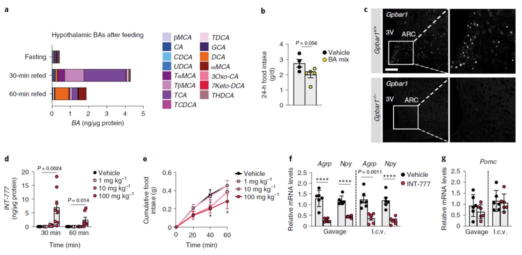 Nature Metabolism | 胆汁酸新功能--通过肠脑轴影响食欲