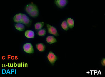 ICC：c-Fos (1:500; 红) 