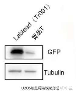 【每周促销】好评转染试剂本周促销来啦！